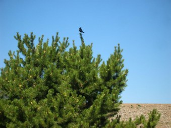 Enlarge photo 190