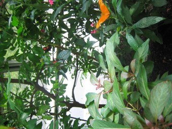 Enlarge photo 77