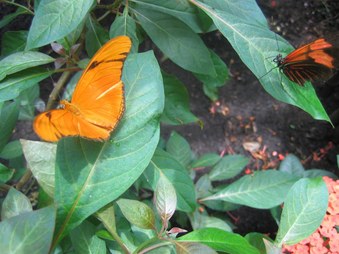 Enlarge photo 79