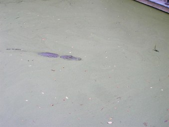 Enlarge photo 63