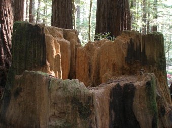 Enlarge photo 43