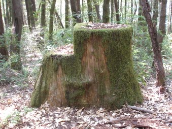 Enlarge photo 91