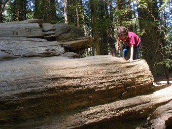 Enlarge photo 221
