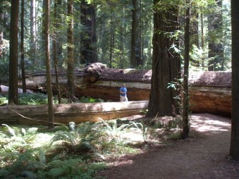 Enlarge photo 277