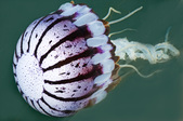Enlarge photo 28