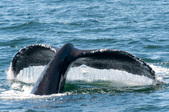 Enlarge photo 36