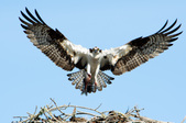 Enlarge photo 54