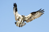Enlarge photo 57