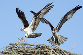 Enlarge photo 55