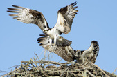 Enlarge photo 56