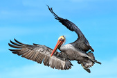 Enlarge photo 52