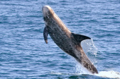 Enlarge photo 30