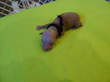 Enlarge photo 11