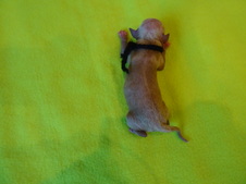 Enlarge photo 13
