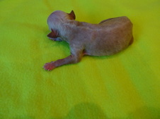 Enlarge photo 20