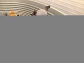 Enlarge photo 156