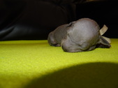 Enlarge photo 36