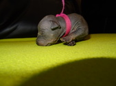 Enlarge photo 48