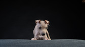 Enlarge photo 156