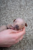 Enlarge photo 113
