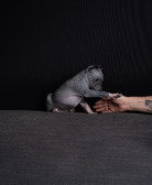 Enlarge photo 347