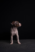 Enlarge photo 361