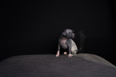 Enlarge photo 379