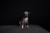 Enlarge photo 382