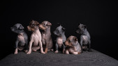 Enlarge photo 387