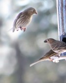 Life at the Birdfeeder