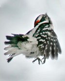 Birds In Flight