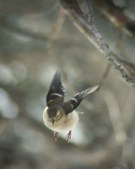 Birds on Branch and Trees