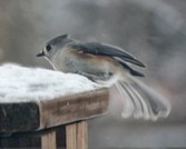 Birds on my deck & beyond