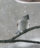 Explorations of the Tufted Titmouse