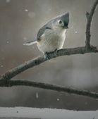 Enlarge photo 21
