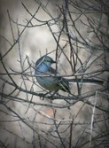 First Birds of Spring