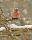 Hardy House Finches