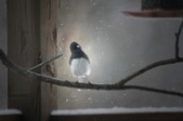 Backyard Birds