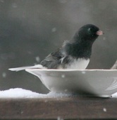 The Snowbird and The Sparrow