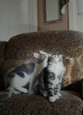 Cat Games