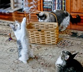 Enlarge photo 14