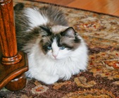Chloe