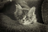 Mokie 