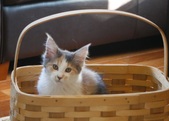Cats-in-a-Basket