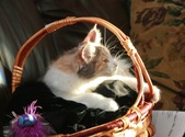 Enlarge photo 12