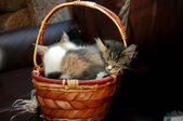 Enlarge photo 5