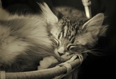 Enlarge photo 24