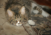 Enlarge photo 13