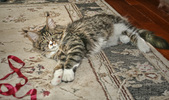 Enlarge photo 19