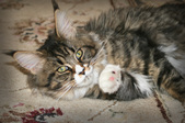 Enlarge photo 15